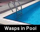 wasps swimming pools, paper wasps spain