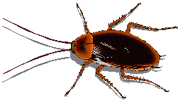 Pest Control. Pest Control. Pest. Pests.Pest Control Alfaz del Pi. Bugs and Pest Control Alfaz del Pi. Pest Kill Spain