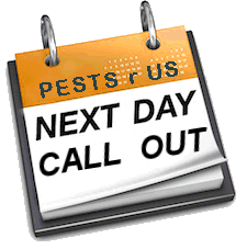 Pest Control. Pest Control Company Alfaz del Pi