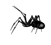 Pest Control. Pest Control Alfaz del Pi. Pest. Pests. Pest Control Alfaz del Pi. Bugs and Pest Control Alfaz del Pi. Pest Kill Spain
