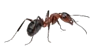 black mold. mold removal. mold mites. mold on walls. mold killer. mold in house. rotten wood. fungus killer. rotten wood treatment. rotten wood repair.
