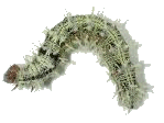 black mold. mold removal. mold mites. mold on walls. mold killer. mold in house. rotten wood. fungus killer. rotten wood treatment. rotten wood repair.