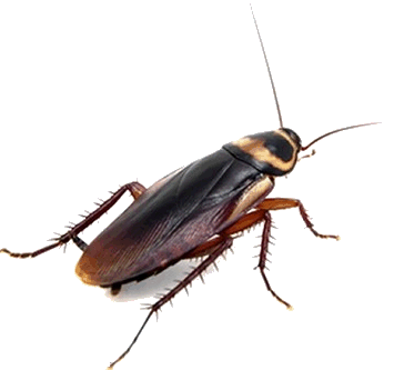 black mold. mold removal. mold mites. mold on walls. mold killer. mold in house. rotten wood. fungus killer. rotten wood treatment. rotten wood repair.