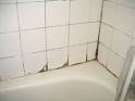 damp, black mold. mold removal. mold mites. mold on walls. mold killer. mold in house. rotten wood. fungus killer. rotten wood treatment. rotten wood repair.