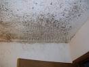 damp, black mold. mold removal. mold mites. mold on walls. mold killer. mold in house. rotten wood. fungus killer. rotten wood treatment. rotten wood repair.