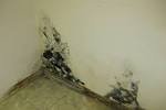 damp, black mold. mold removal. mold mites. mold on walls. mold killer. mold in house. rotten wood. fungus killer. rotten wood treatment. rotten wood repair.