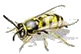 black mold. mold removal. mold mites. mold on walls. mold killer. mold in house. rotten wood. fungus killer. rotten wood treatment. rotten wood repair.