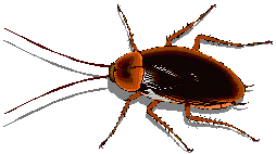 Pest Control. Cockroaches