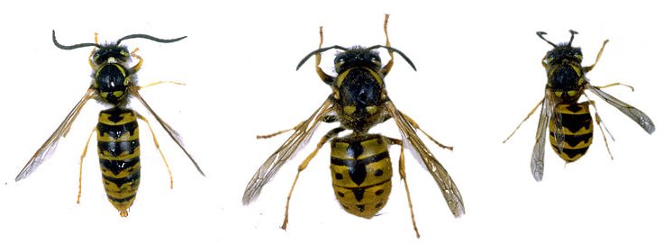 Wasp Identification Chart