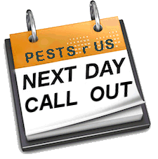 next day call out for bees nest