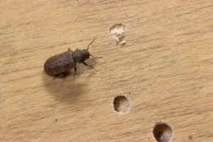 Pests r Us furniture restoration. Furniture restoration costa blanca