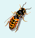 Pest Control. Pest Control Costa Blanca. Pest. Pests. Pest Control Spain. Bugs and Pest Control Spain. Pest Kill Spain