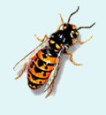 Pest Control. Pest Control Orihuela. Pest. Pests. Pest Control Orihuela. Bugs and Pest Control Orihuela. Pest Kill Orihuela